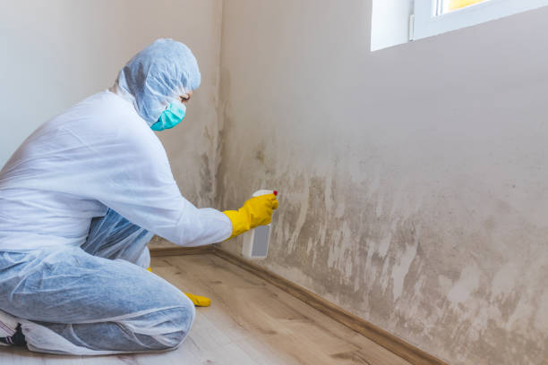 Licensed Basement Mold Remediation service in Ashland, OR - Car Mold Remediation