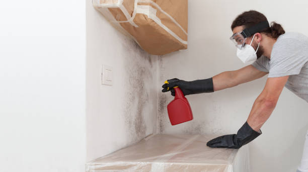 Professional Basement Mold Remediation technician working in Ashland, OR