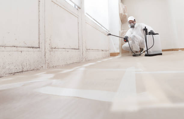 24/7 Emergency Basement Mold Remediation experts in Ashland, OR