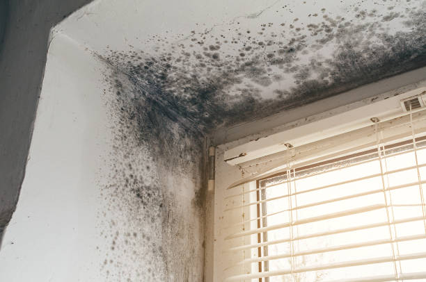 Affordable Basement Mold Remediation solutions in Ashland, OR